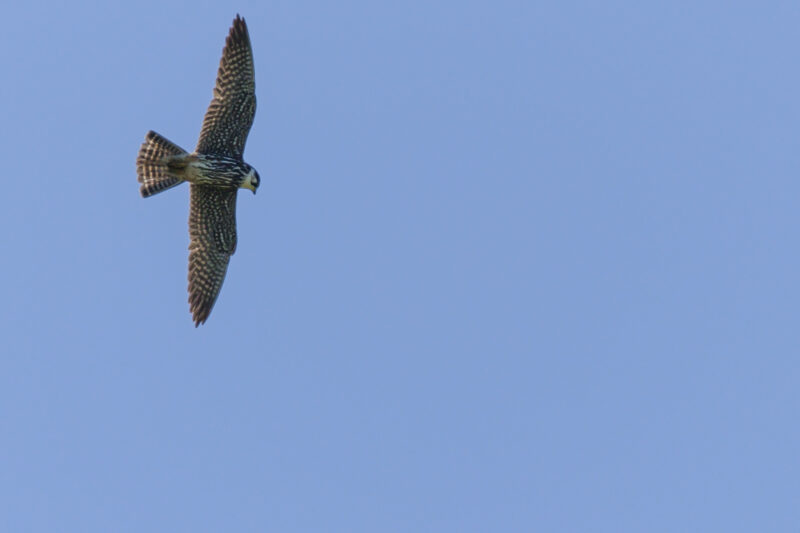 Faucon hobereau juvénile